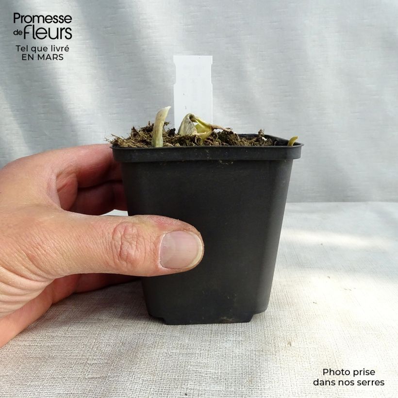 Example of Hosta The King Godet de 8/9 cm as you get in printemps