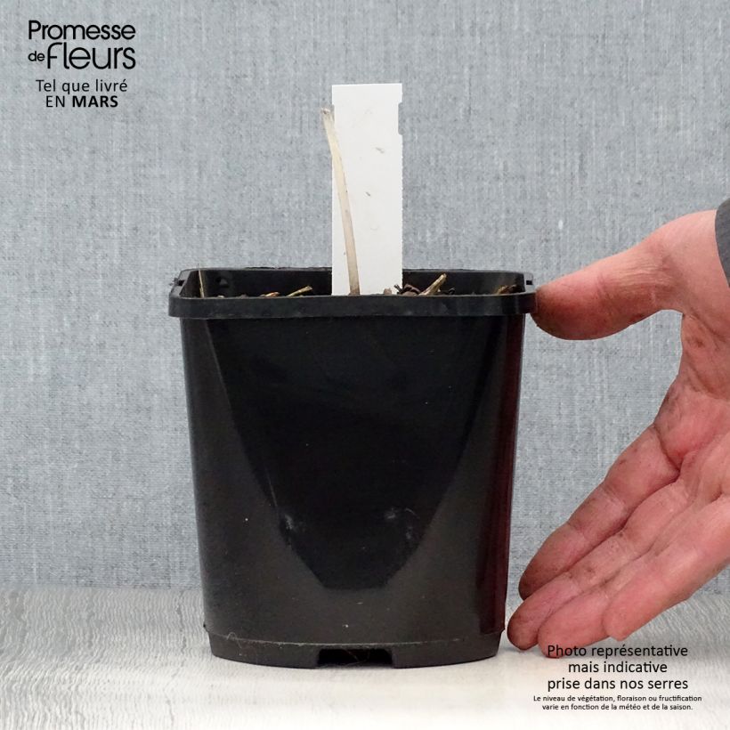 Spécimen de Hosta The Queen Pot de 1,5L/2L tel que livré au printemps