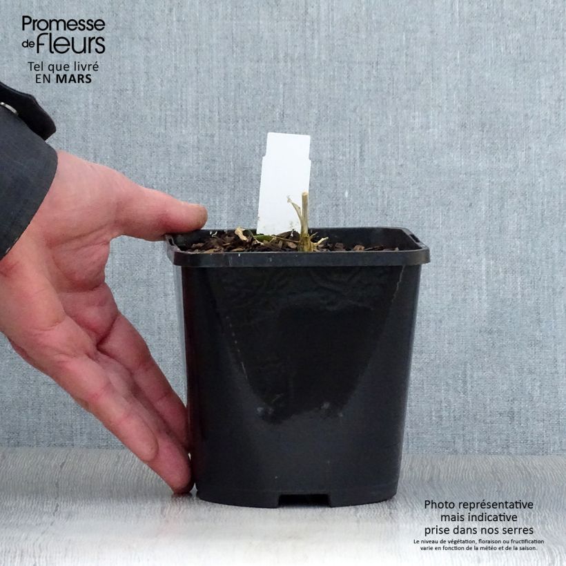 Spécimen de Hosta Timeless Beauty Pot de 1,5L/2L tel que livré au printemps