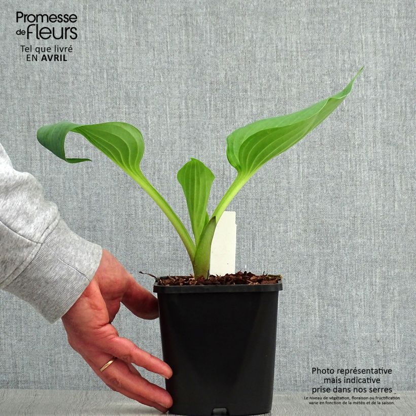 Example of Hosta UFO Pot de 1,5L/2L as you get in printemps