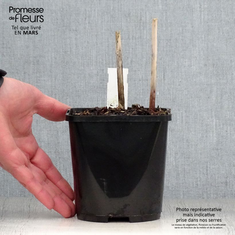 Spécimen de Hosta Victor Pot de 1,5L/2L tel que livré au printemps