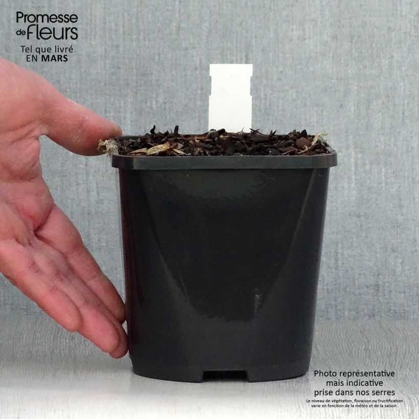Spécimen de Hosta Volcano Island Pot de 1,5L/2L tel que livré au printemps