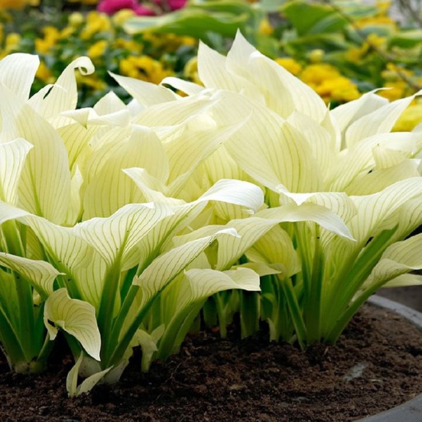 Hosta White Feather (Port)