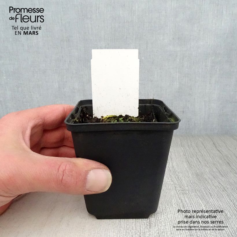 Example of Hosta White On Godet de 8/9 cm as you get in printemps