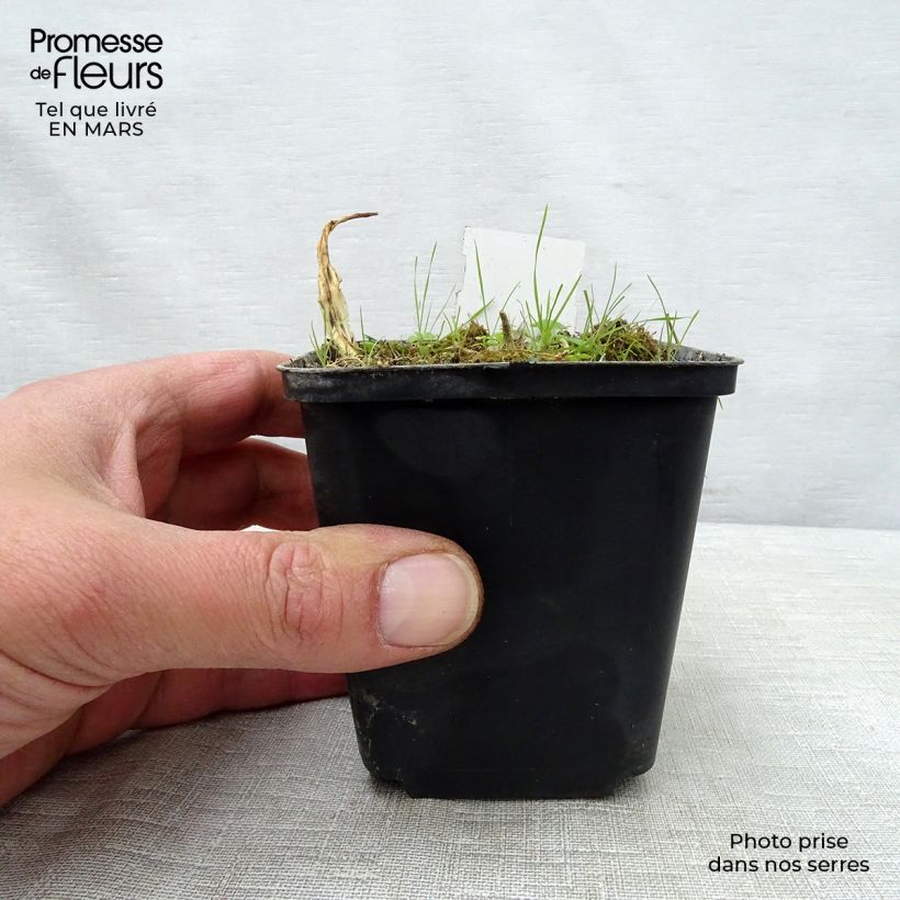 Spécimen de Hosta White Trumpets Godet de 8/9 cm tel que livré au printemps