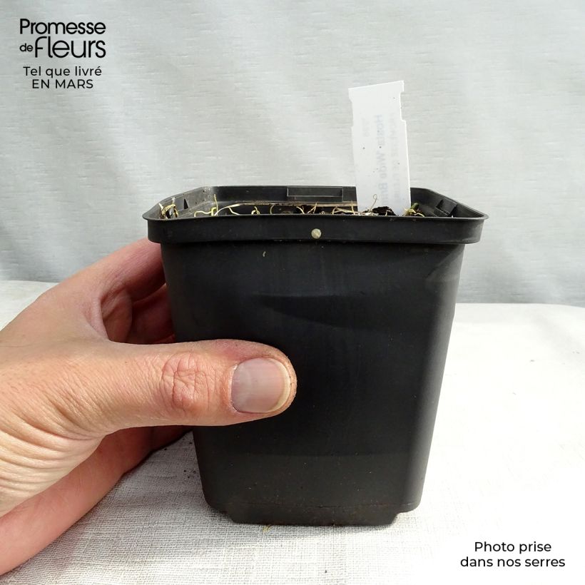 Example of Hosta Wide Brim Godet de 8/9 cm as you get in printemps