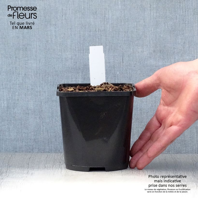 Example of Hosta Wu-La-La Pot de 1,5L/2L as you get in printemps