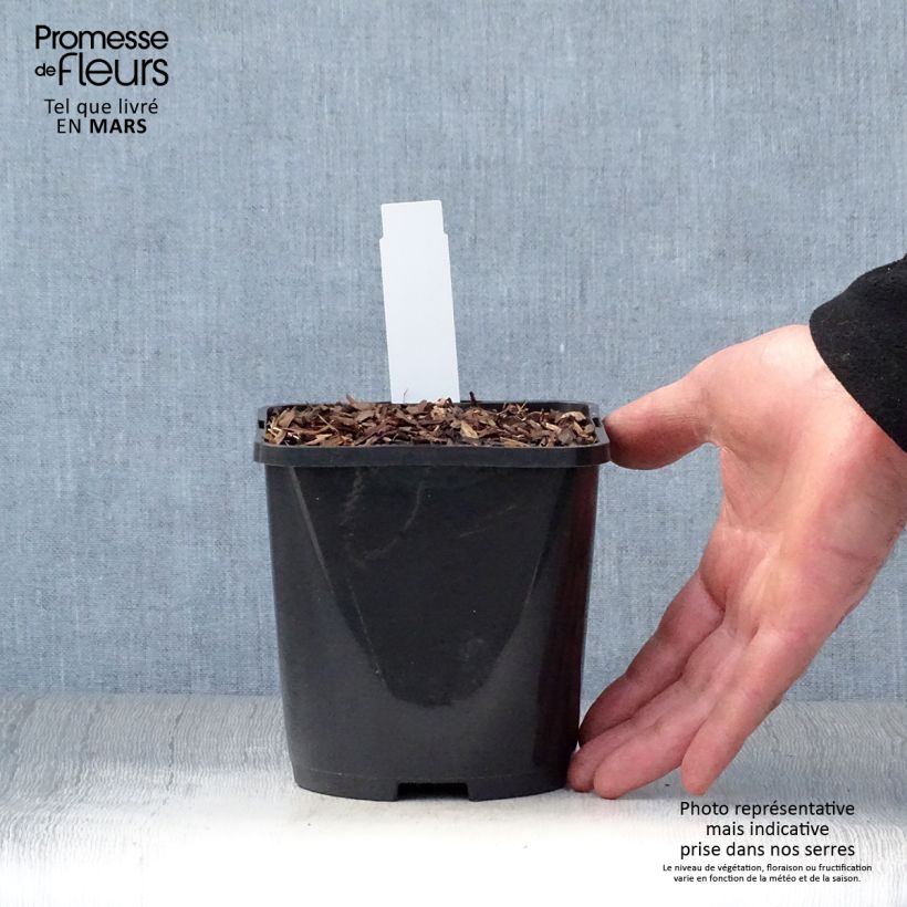 Example of Hosta abiqua Drinking Gourd Pot de 1,5L/2L as you get in printemps