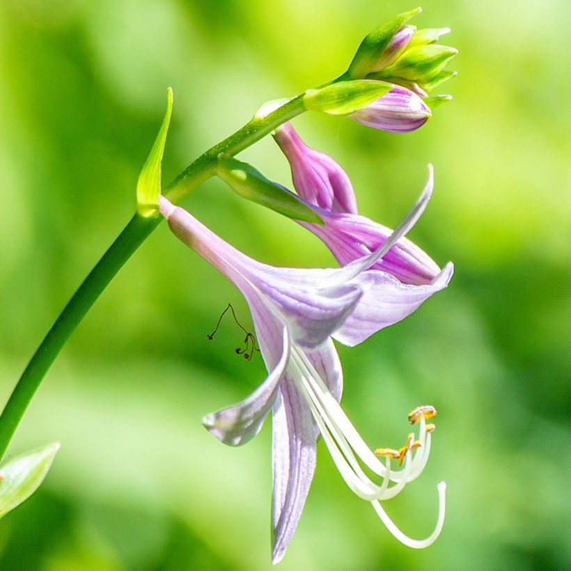Hosta clausa var. normalis   (Floraison)