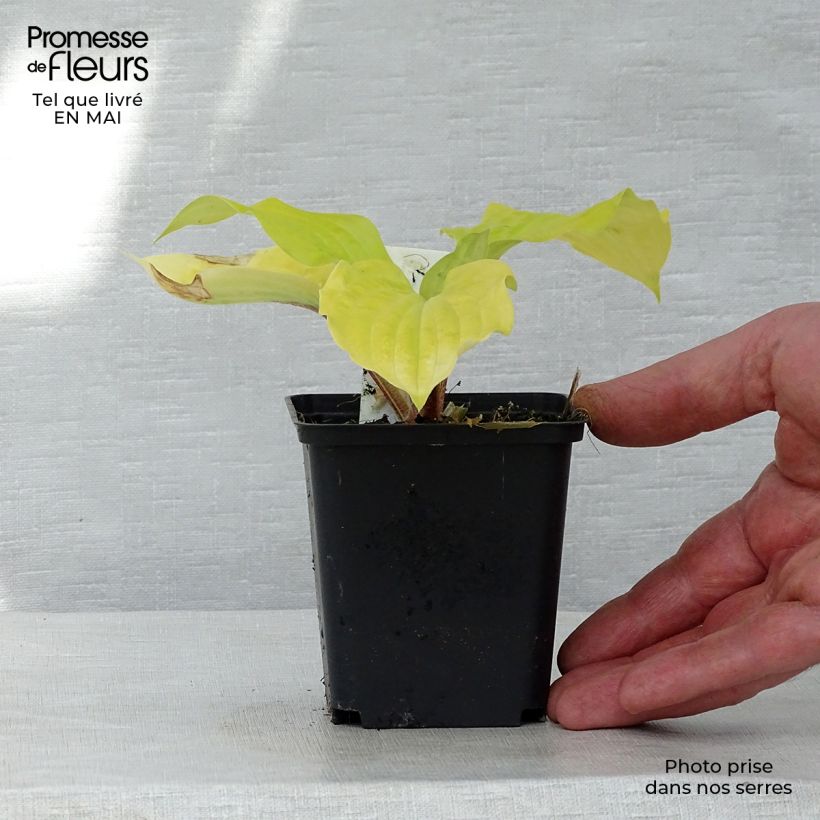 Example of Hosta fire Island Godet de 8/9 cm as you get in printemps