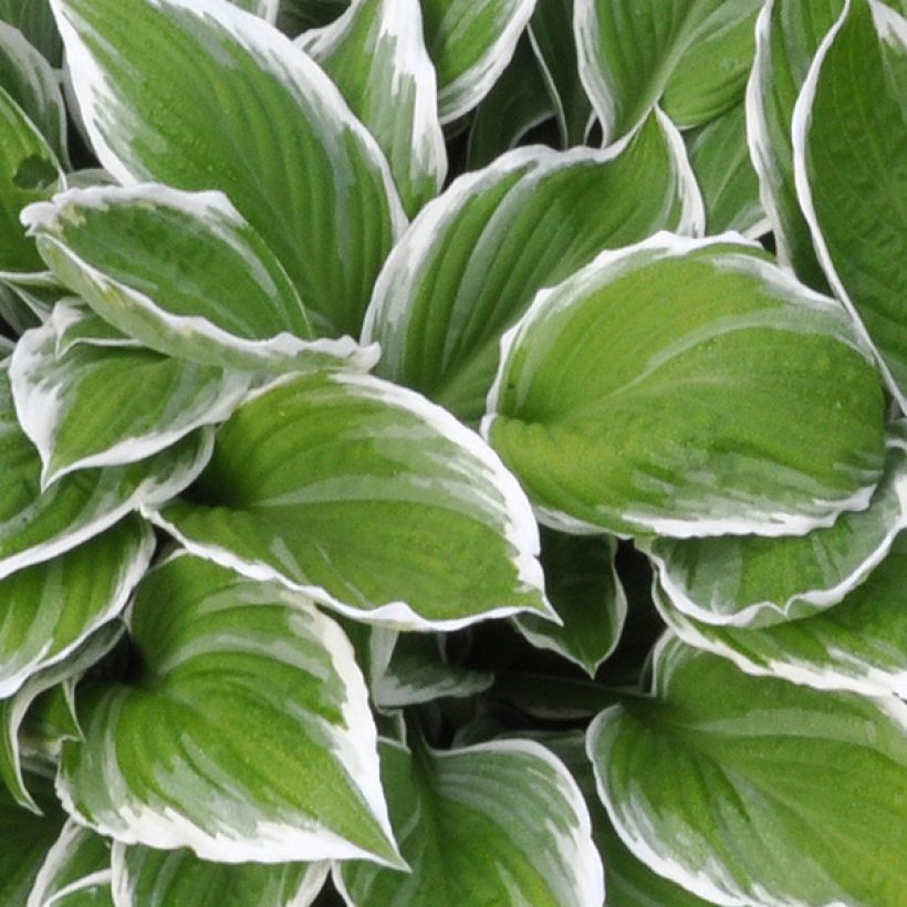 Hosta fortunei Albomarginata (Foliage)