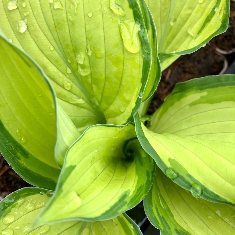 Hosta fortunei Albopicta  (Foliage)