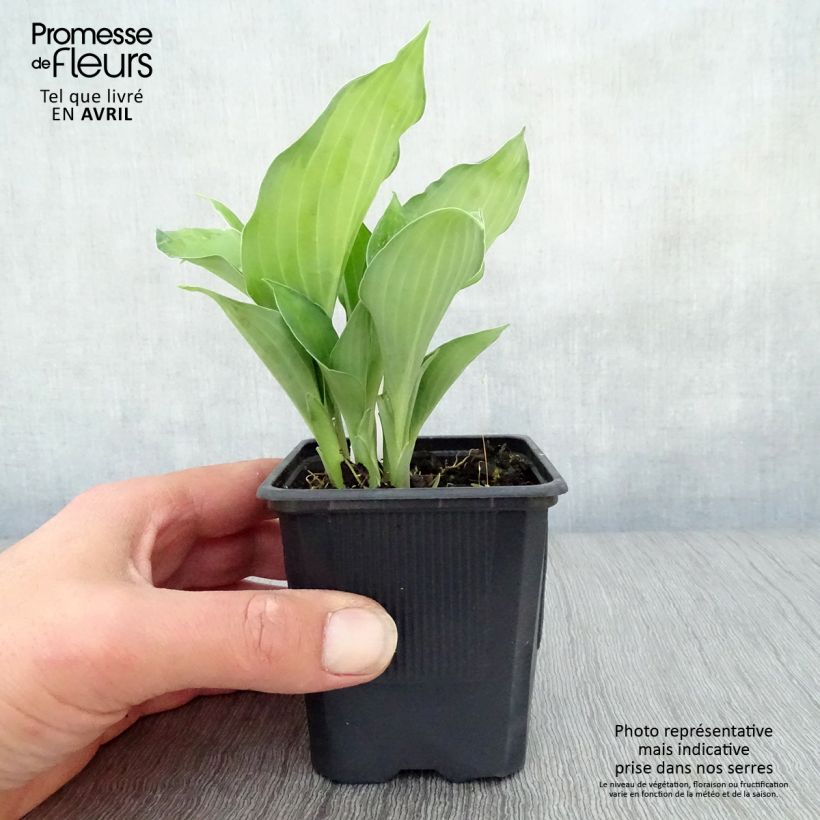 Spécimen de Hosta fortunei Gold Standard Godet de 8/9 cm tel que livré au printemps