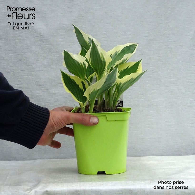 Spécimen de Hosta fortunei Patriot Pot de 2L/3L tel que livré au printemps