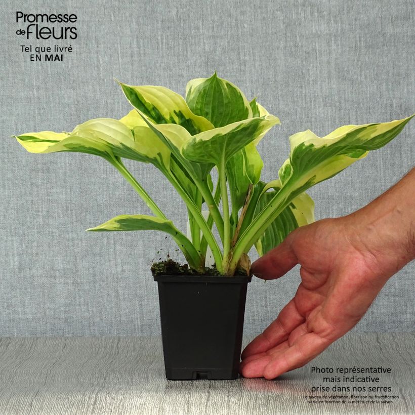 Example of Hosta fortunei Twilight Godet de 8/9 cm as you get in printemps