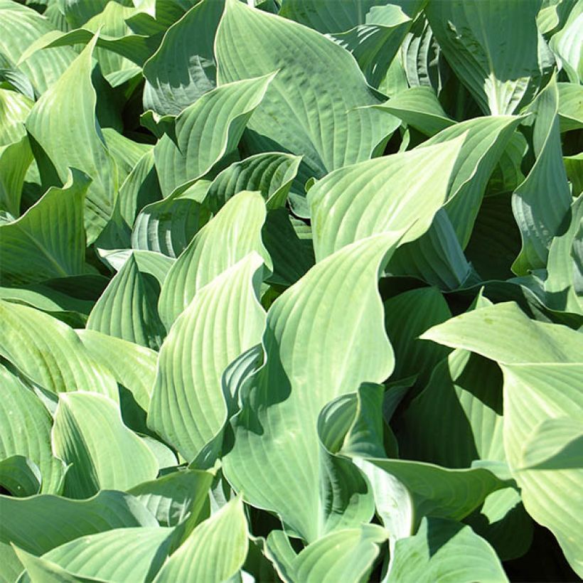 Hosta fortunei var hyacinthina (Foliage)