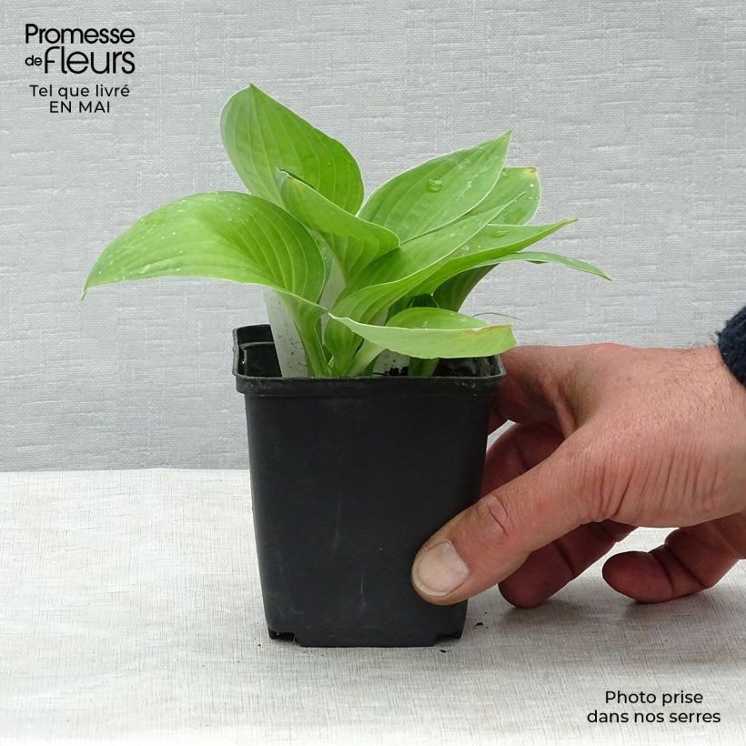 Example of Hosta fortunei var hyacinthina Godet de 8/9 cm as you get in printemps