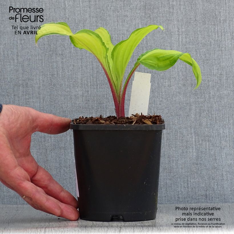 Example of Hosta Lipstick Kiss Pot de 1,5L/2L as you get in printemps