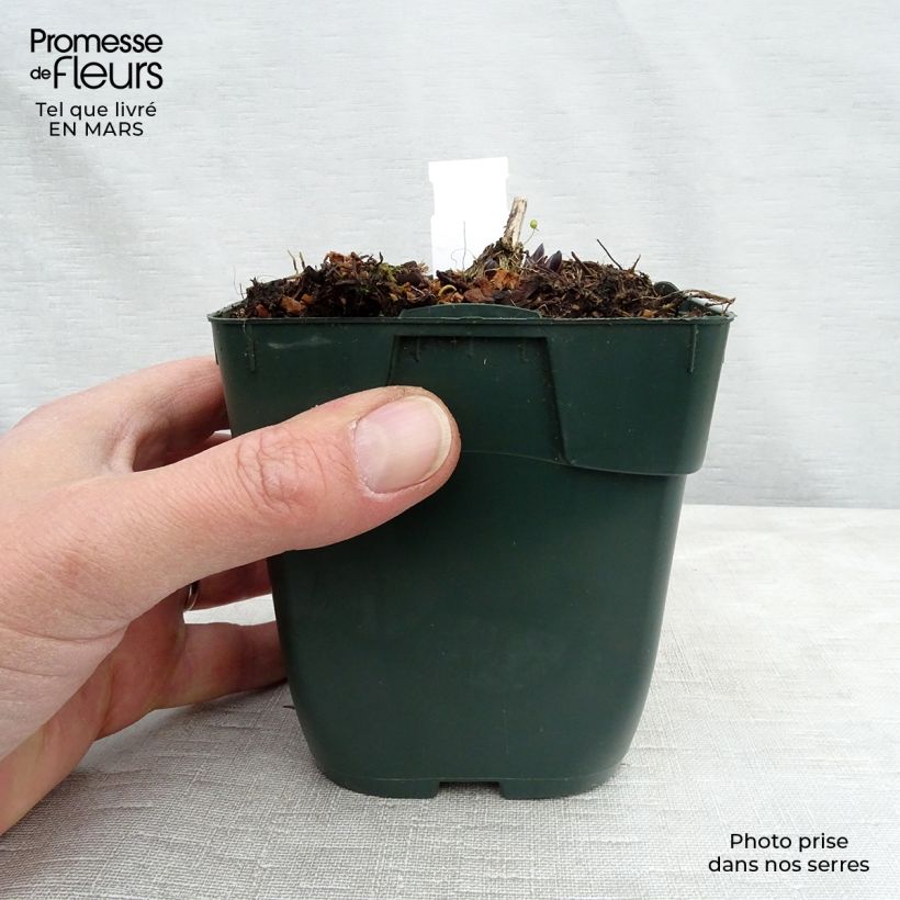 Example of Hosta montana Yellow River Godet de 8/9 cm as you get in printemps