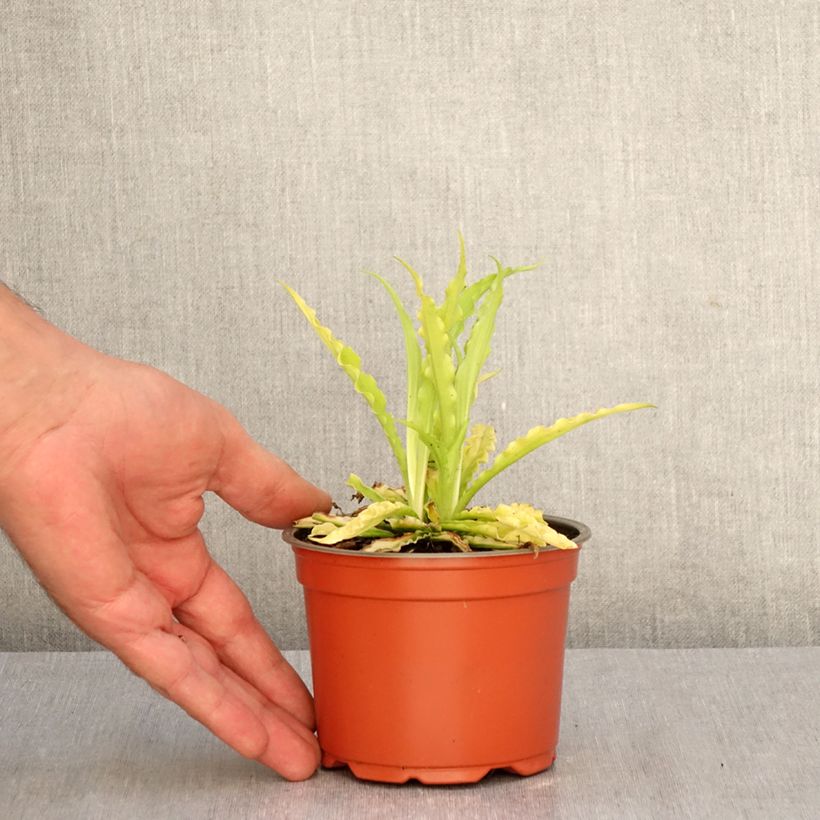 Spécimen de Hosta Party Streamers Pot de 12 cm / 13 cm tel que livré en automne