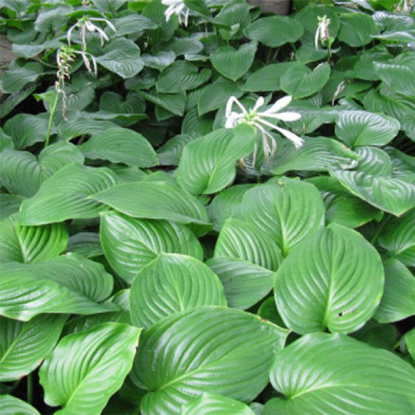 Hosta plantaginea Aphrodite (Foliage)