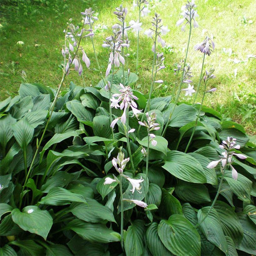 Hosta plantaginea Aphrodite (Plant habit)