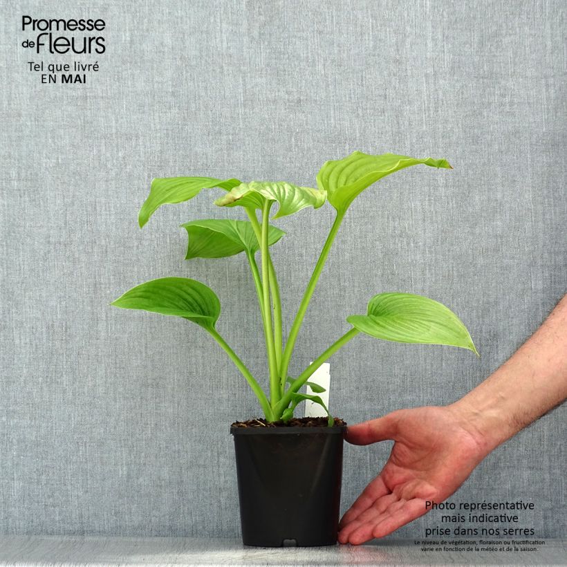 Example of Hosta plantaginea Venus Pot de 1,5L/2L as you get in printemps