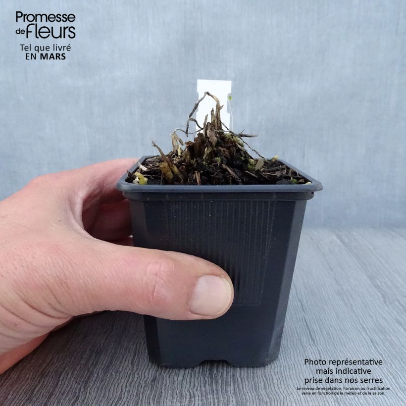 Example of Hosta plantaginea var. japonica Godet de 8/9 cm as you get in printemps