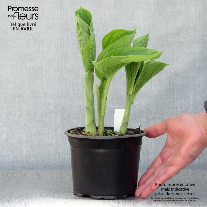 Example of Hosta sieboldiana Frances Williams Pot de 2L/3L as you get in printemps