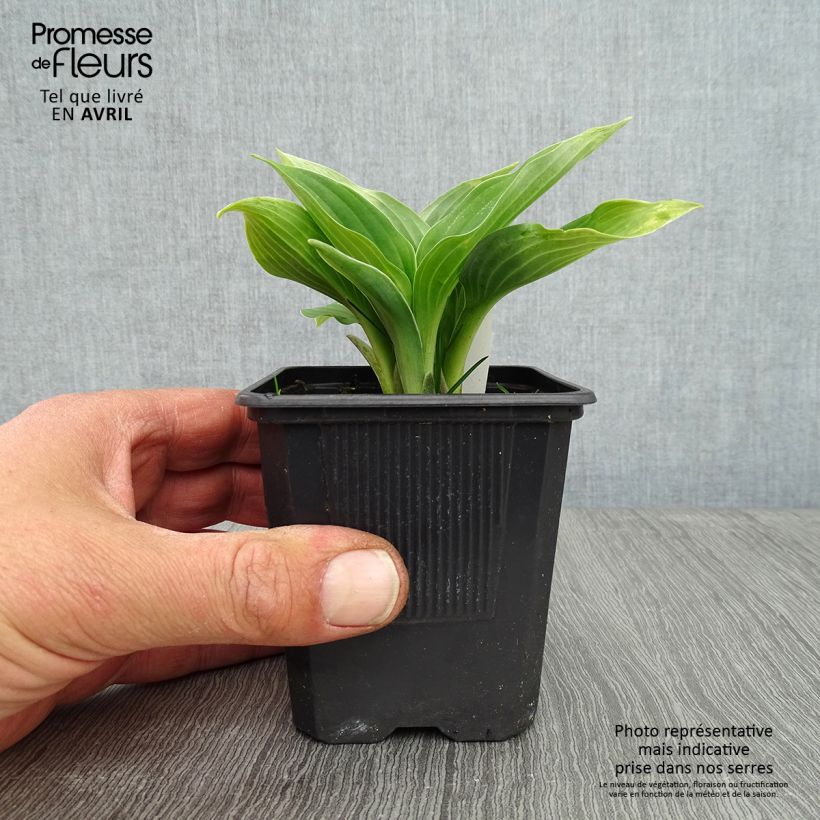 Example of Hosta sieboldiana Godet de 8/9 cm as you get in printemps