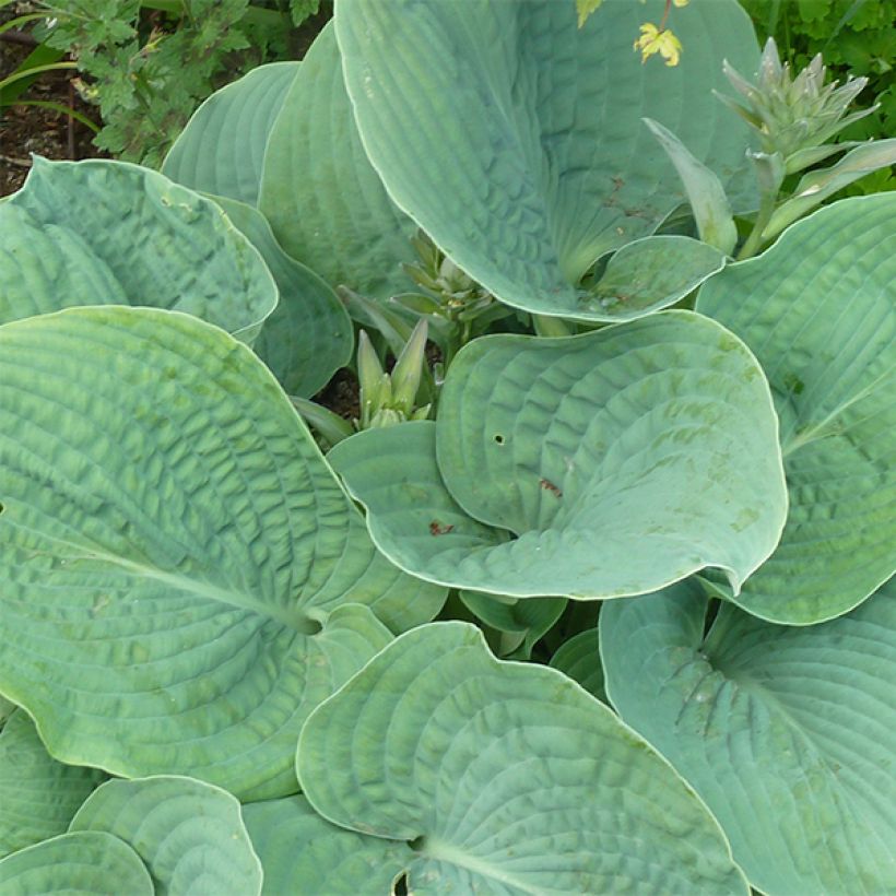 Hosta sieboldiana var. elegans (Foliage)
