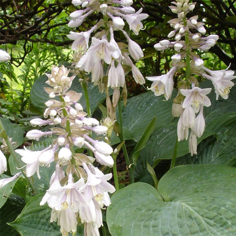 Hosta sieboldiana var. elegans (Flowering)