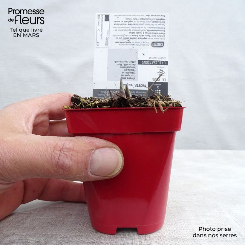 Example of Hosta sieboldiana var. elegans Godet de 8/9 cm as you get in printemps