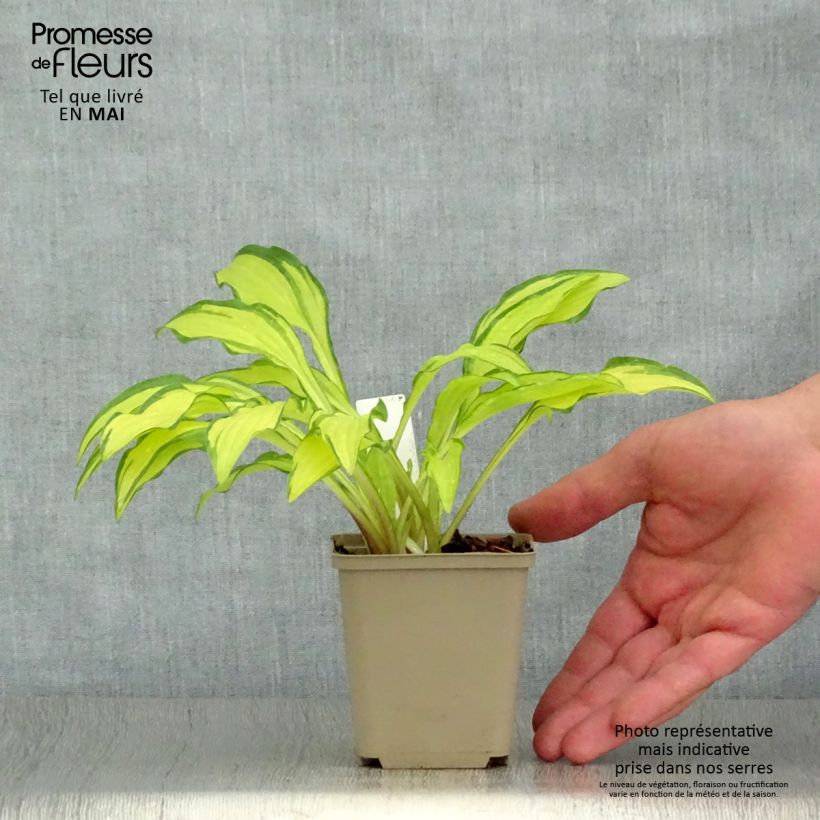 Spécimen de Hosta sieboldii Kabitan  Godet de 8/9 cm tel que livré au printemps