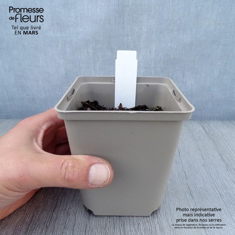 Spécimen de Hosta Sun Power Godet de 8/9 cm tel que livré au printemps