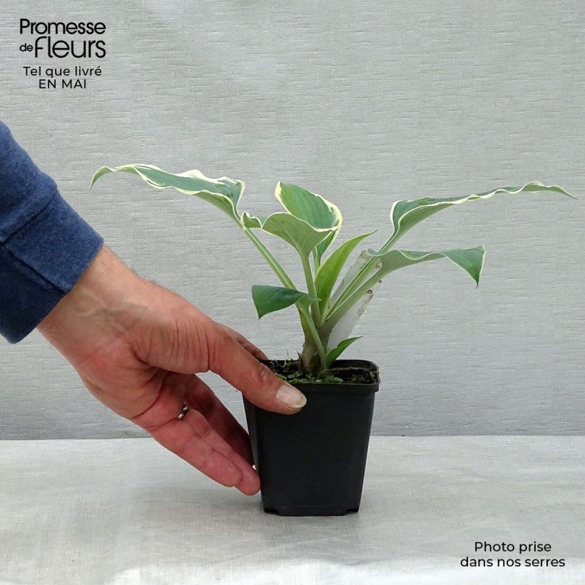 Example of Hosta tardiana El Niño Godet de 8/9 cm as you get in printemps