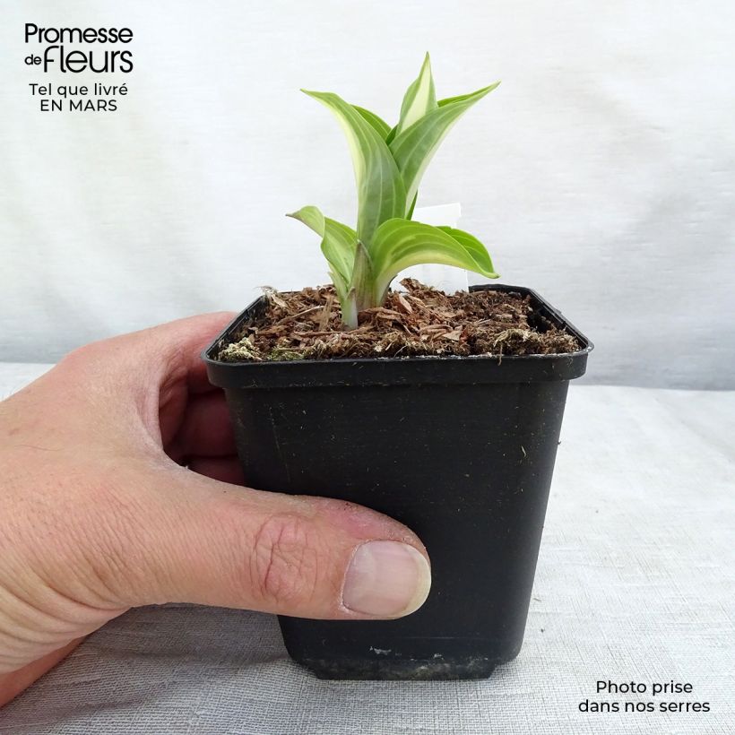 Example of Hosta undulata Mediovariegata Godet de 8/9 cm as you get in printemps