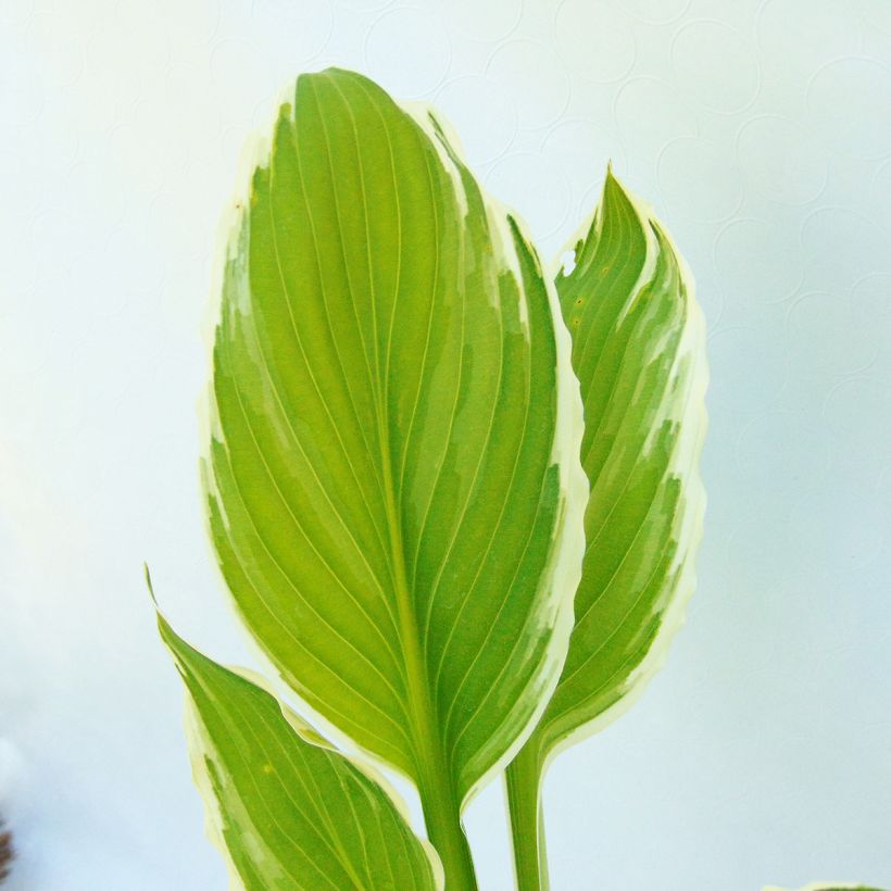 Hosta undulata var albomarginata (Foliage)