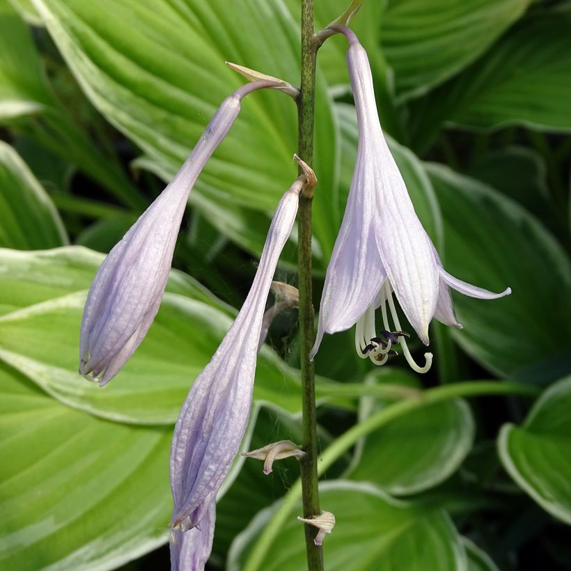 Hosta undulata var albomarginata (Flowering)