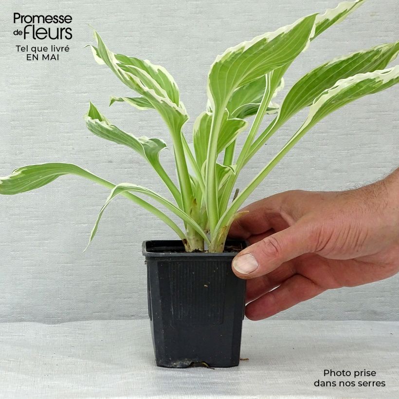 Example of Hosta undulata var albomarginata Godet de 8/9 cm as you get in printemps
