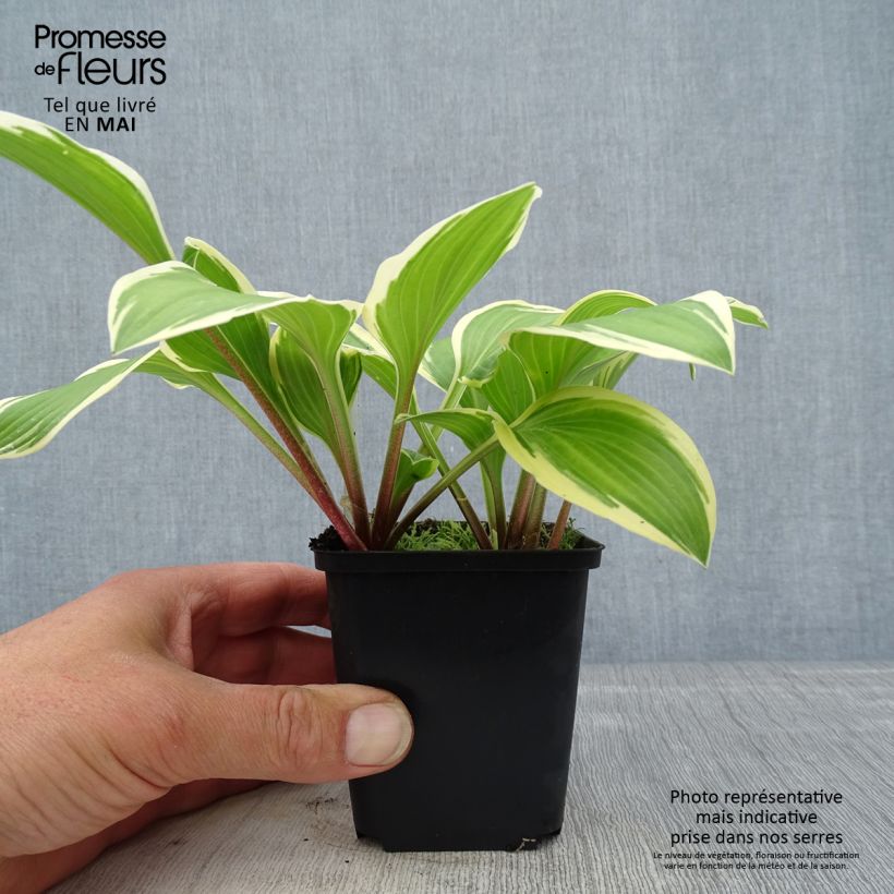 Example of Hosta yellow splash rim Godet de 8/9 cm as you get in printemps