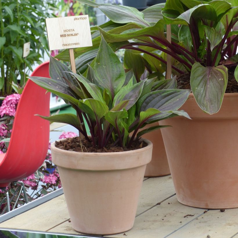 Hosta Red Ninja (Port)