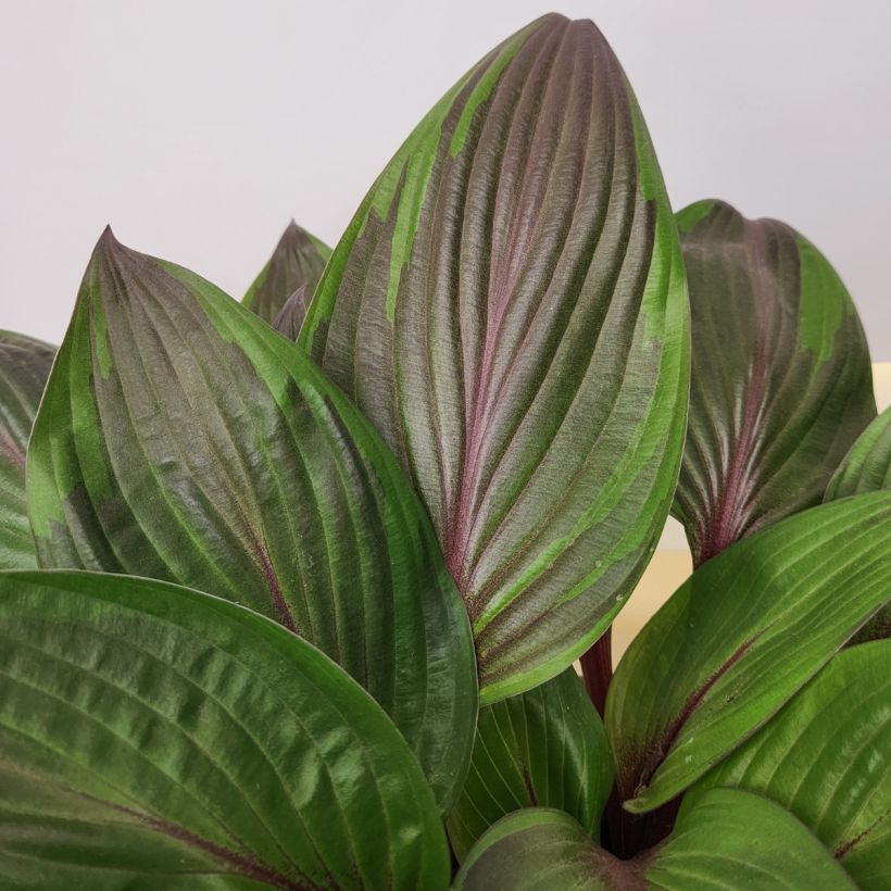 Hosta Red Ninja (Feuillage)
