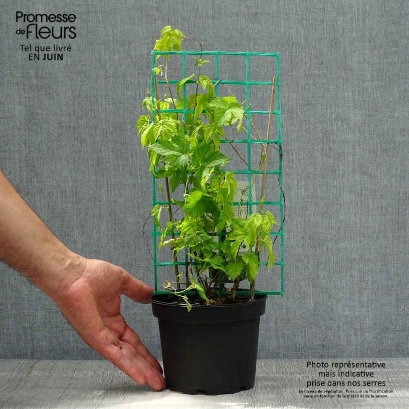 Spécimen de Houblon - Humulus lupulus Hersbrucker Pot de 1,5L/2L tel que livré en été