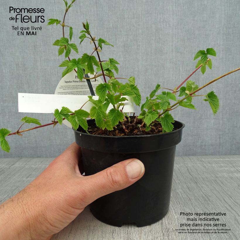 Example of Houblon - Humulus lupulus Prima Donna Pot de 1,5L/2L as you get in printemps