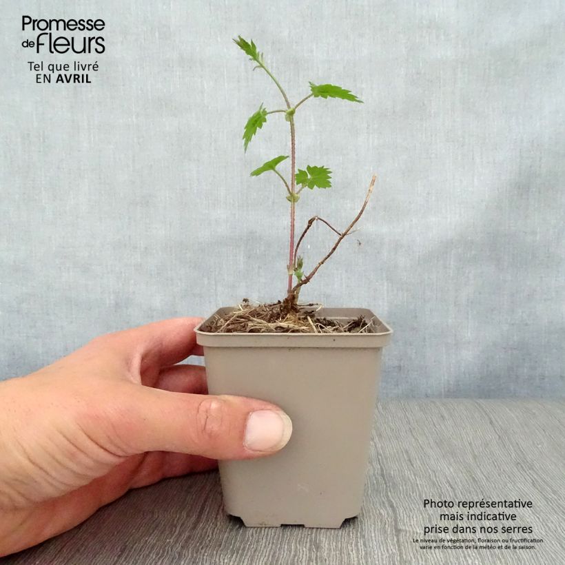 Spécimen de Houblon - Humulus lupulus Godet de 8/9 cm tel que livré au printemps