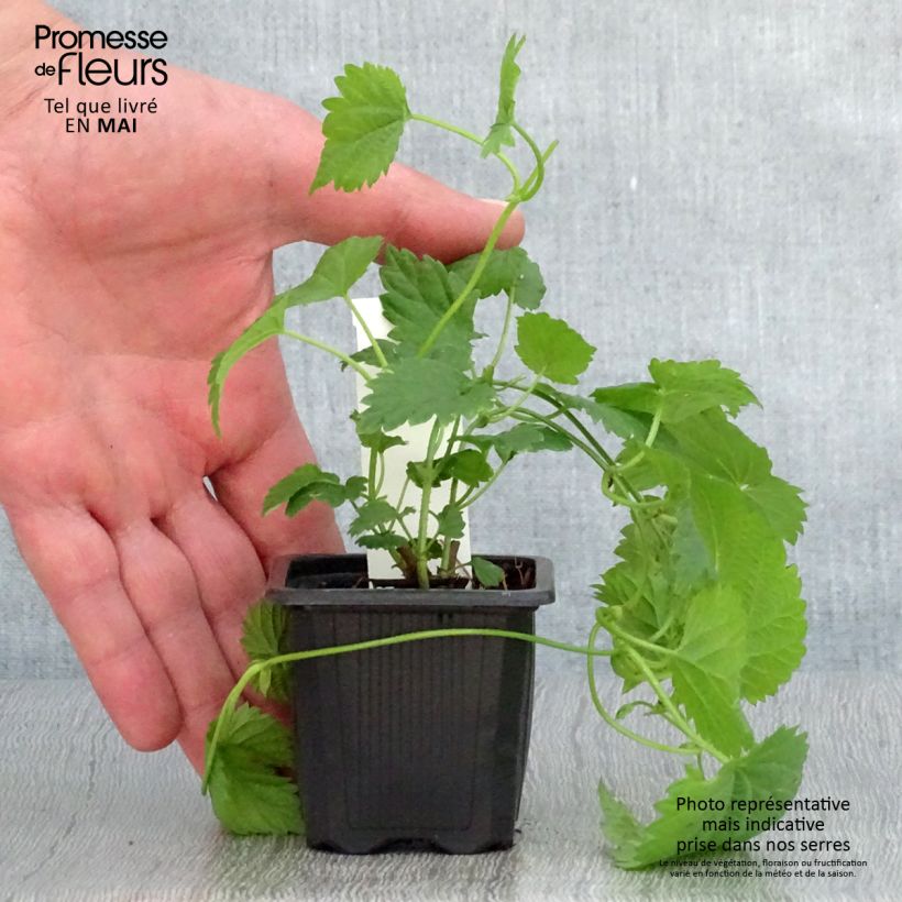 Spécimen de Houblon Jupiter - Humulus lupulus  Godet de 7/8 cm tel que livré au printemps