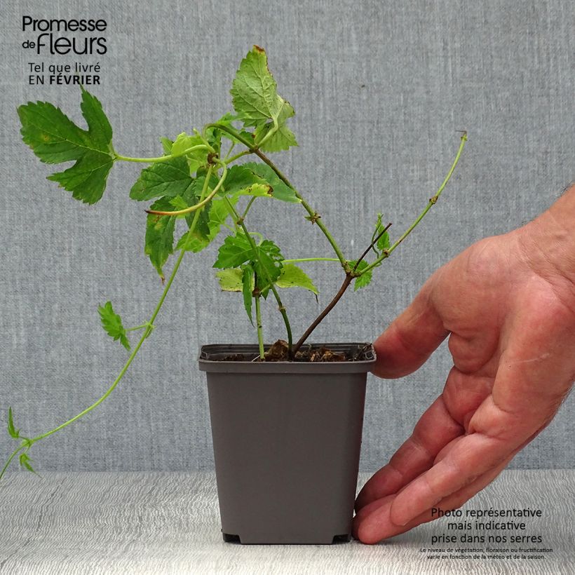 Spécimen de Houblon vert - Humulus lupulus Magnum Pot de 1,5L/2L tel que livré en automne