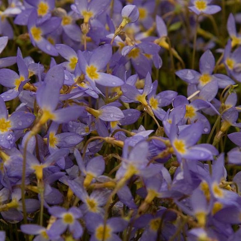 Houstonia caerulea Millard's Variety (Flowering)