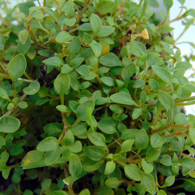 Houstonia caerulea Millard's Variety (Foliage)